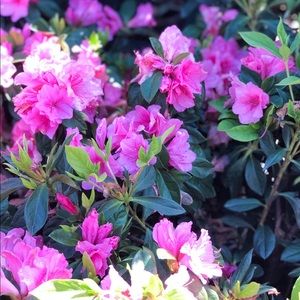 Meet your Posher, Leslie